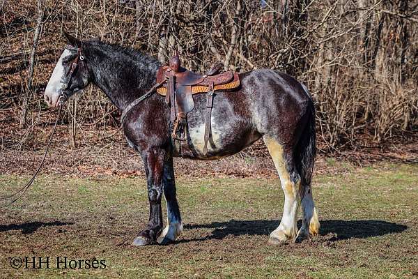 yout-clydesdale-horse