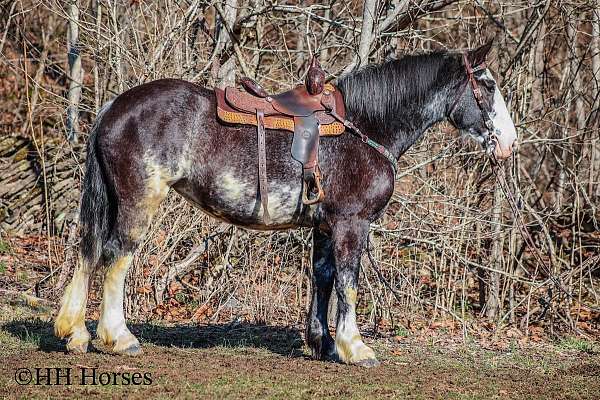 blue-roan-clydesdale-mare