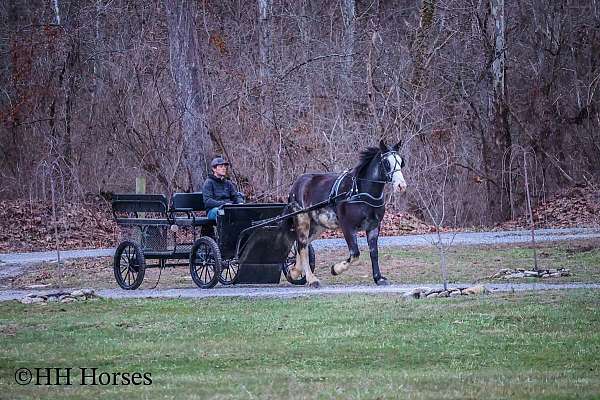 blue-roan-clydesdale-for-sale