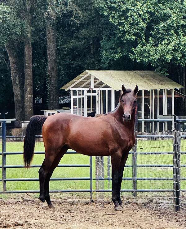 dressage-arabian-horse