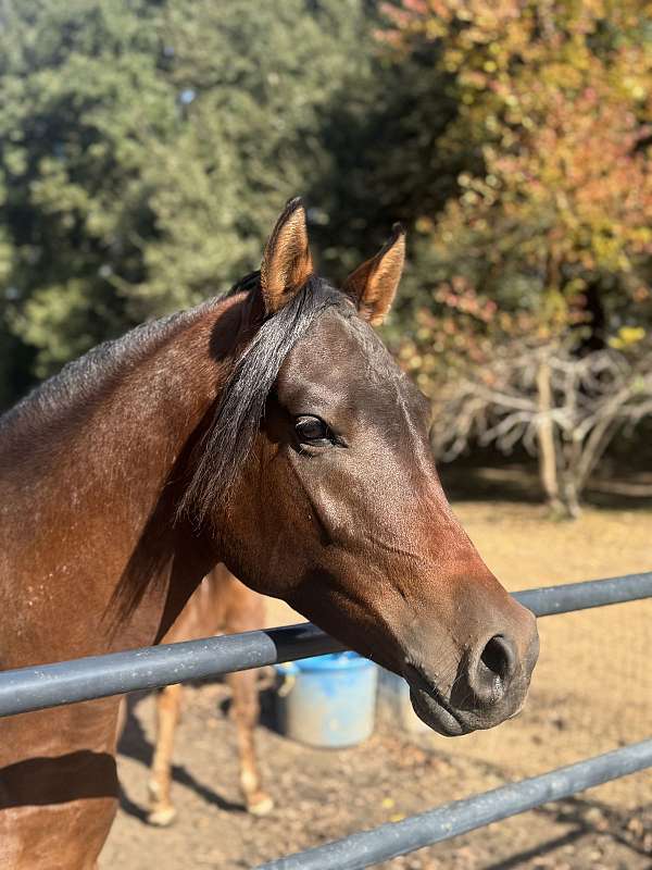 halter-arabian-horse