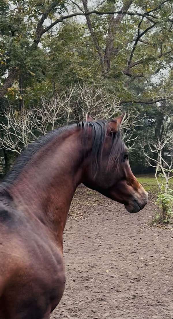 hunt-seat-equitation-arabian-horse