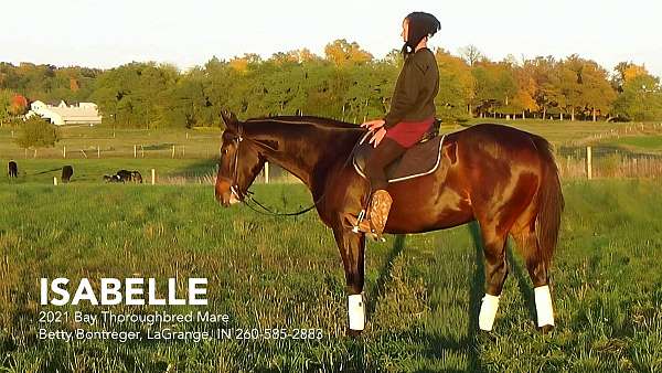endurance-horse-reliable-trail-horse-thoroughbred
