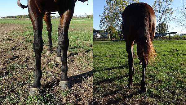 athletic-thoroughbred-horse