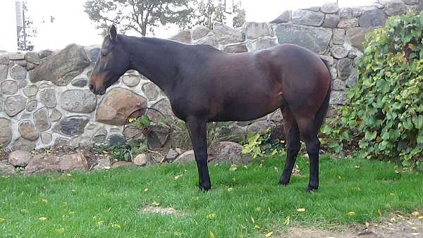 endurance-horse-reliable-trail-horse
