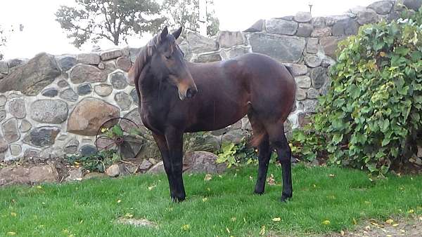 hunter-thoroughbred-horse