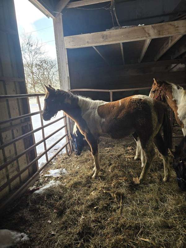 dun-w-blk-points-reined-horse