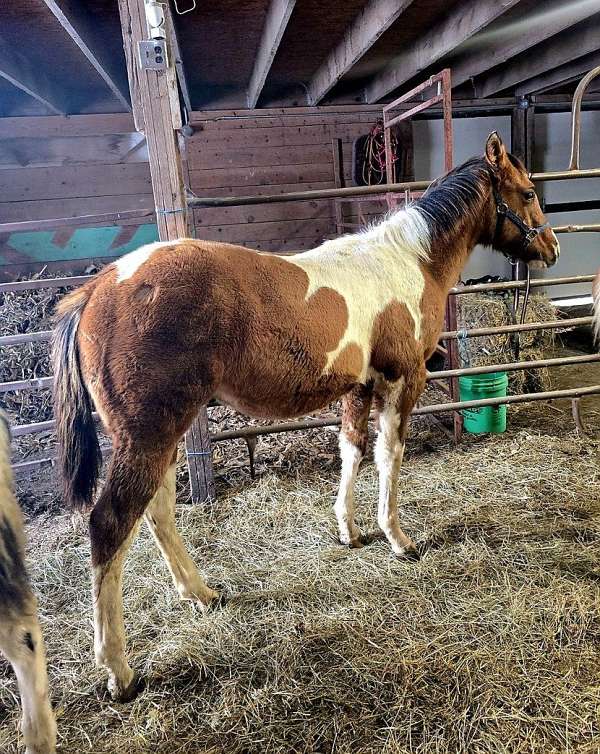 dun-w-blk-points-hunter-jumper-horse