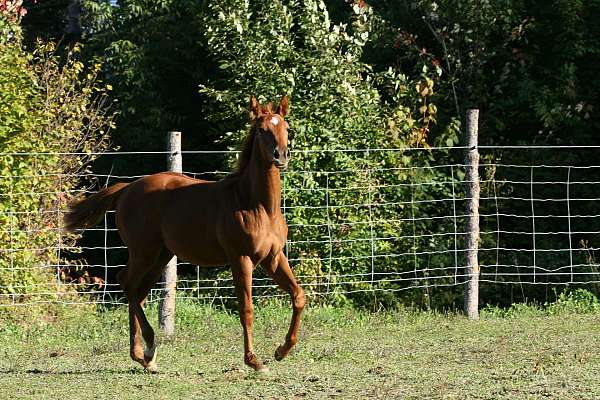 cths-filly