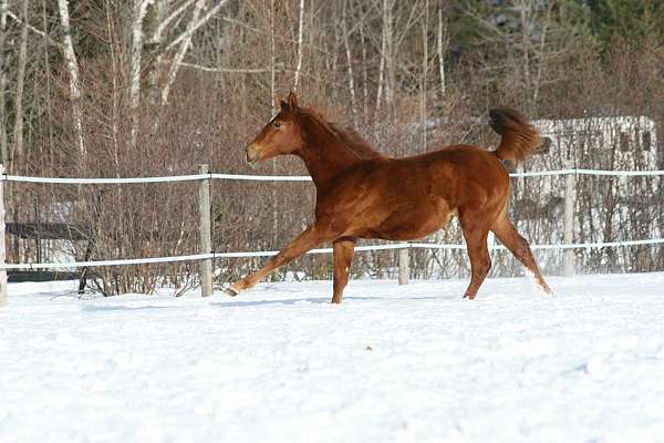 cths-trakehner-filly