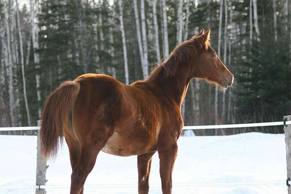 dressage-canadian-trakehner-horse