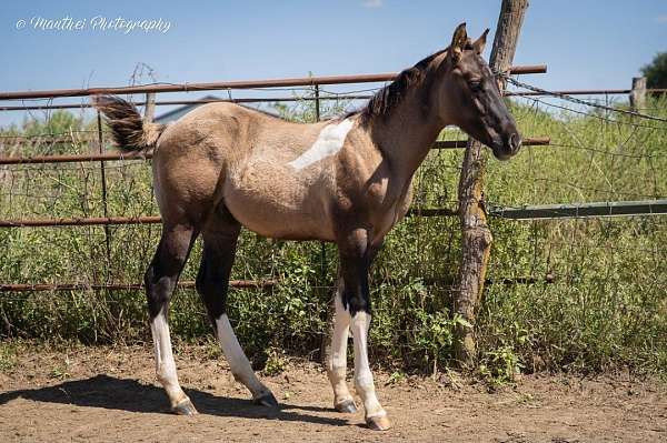 tobiano-horse