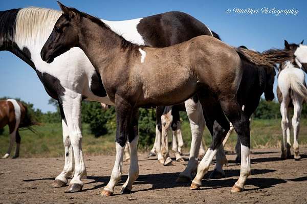 grulla-tobiano-horse