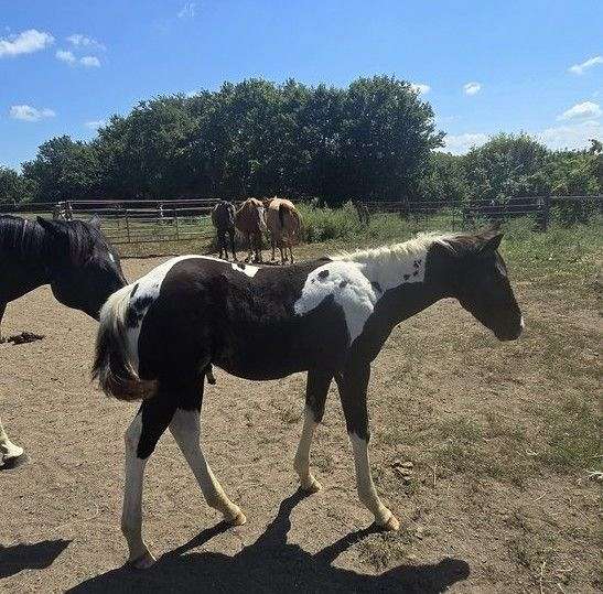 black-hz-tobiano-horse