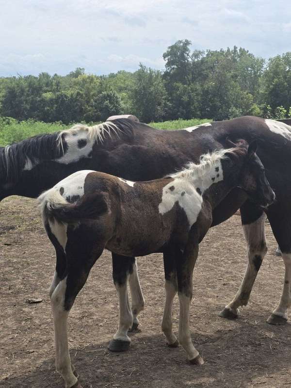 hz-tobiano-horse