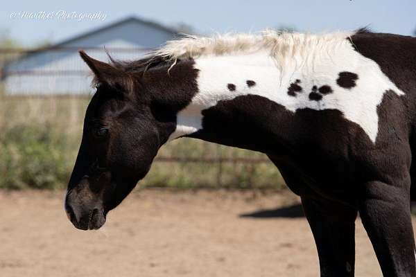 all-around-paint-horse