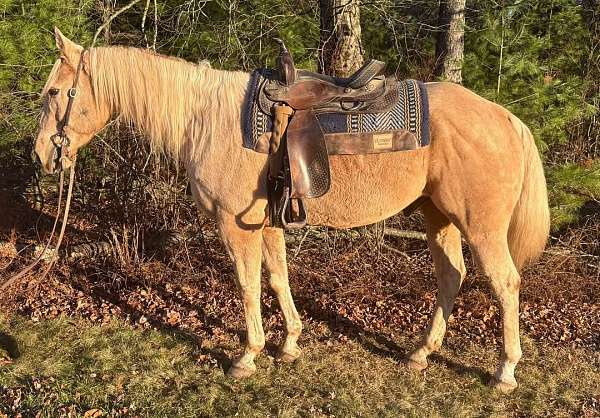 athletic-quarter-horse