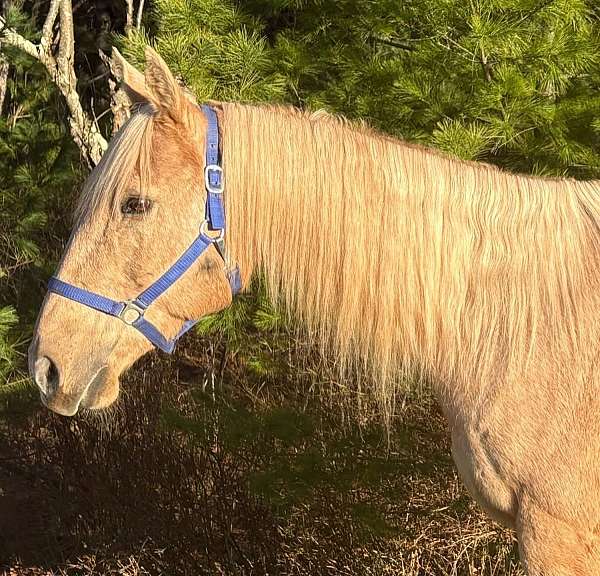 all-around-quarter-horse