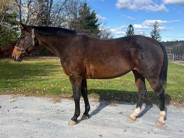 all-around-warmblood-horse