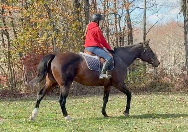 beginner-warmblood-horse