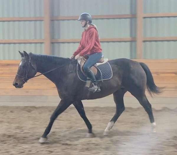 english-pleasure-warmblood-horse
