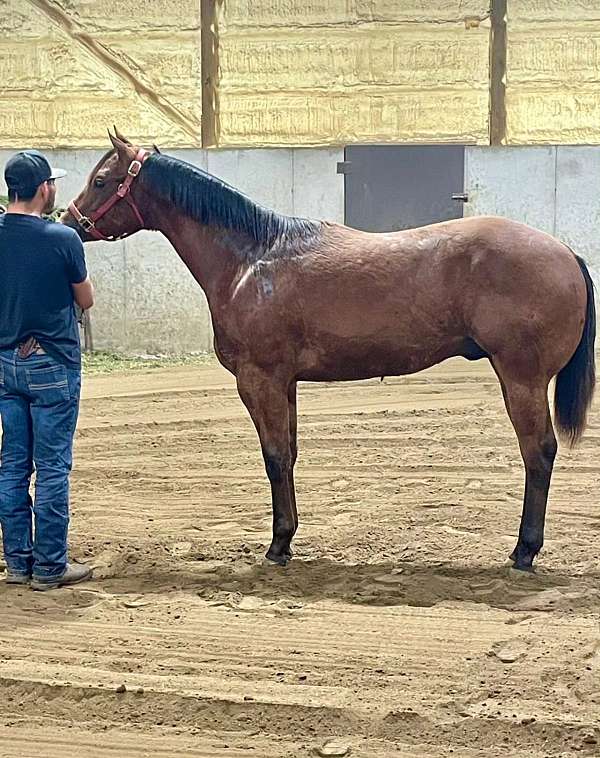 all-around-quarter-horse