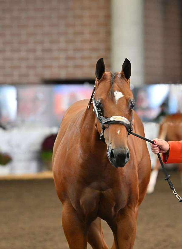bhf-stallion