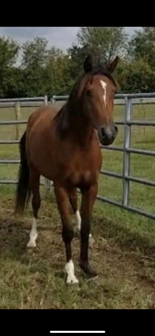 arabian-filly