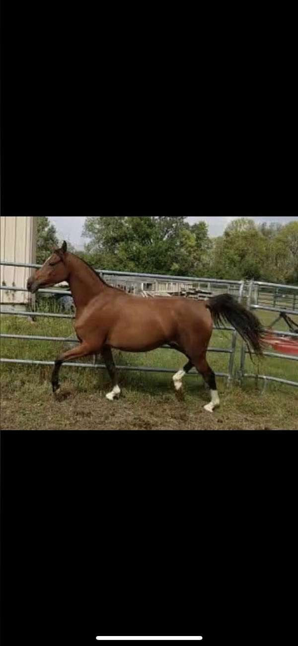 arabian-horse-for-sale