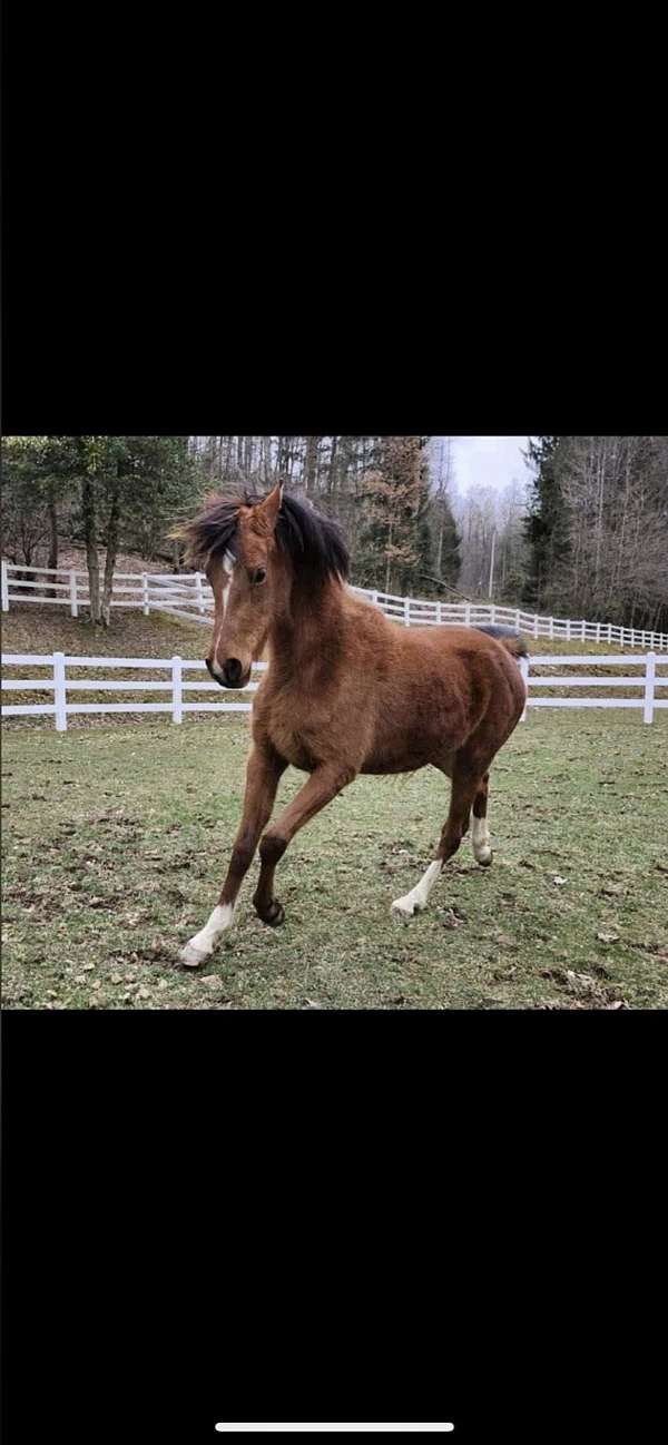 arabian-horse