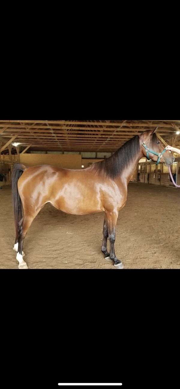 bay-aha-filly-mare