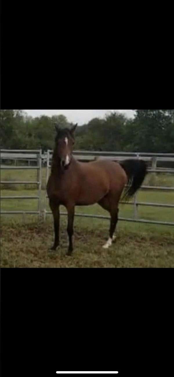 aha-filly-mare
