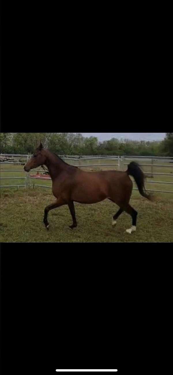 aha-arabian-filly-mare