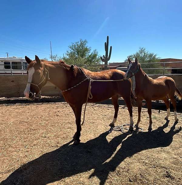 chestnut-quarter-horse-mare