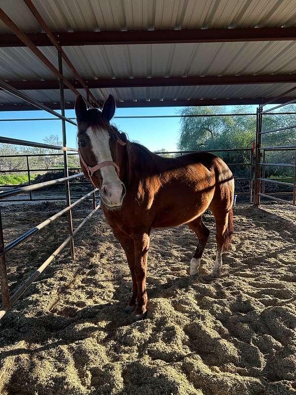 chestnut-mare-for-sale