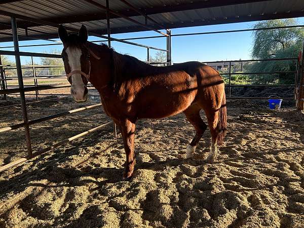 14-hand-quarter-horse-mare