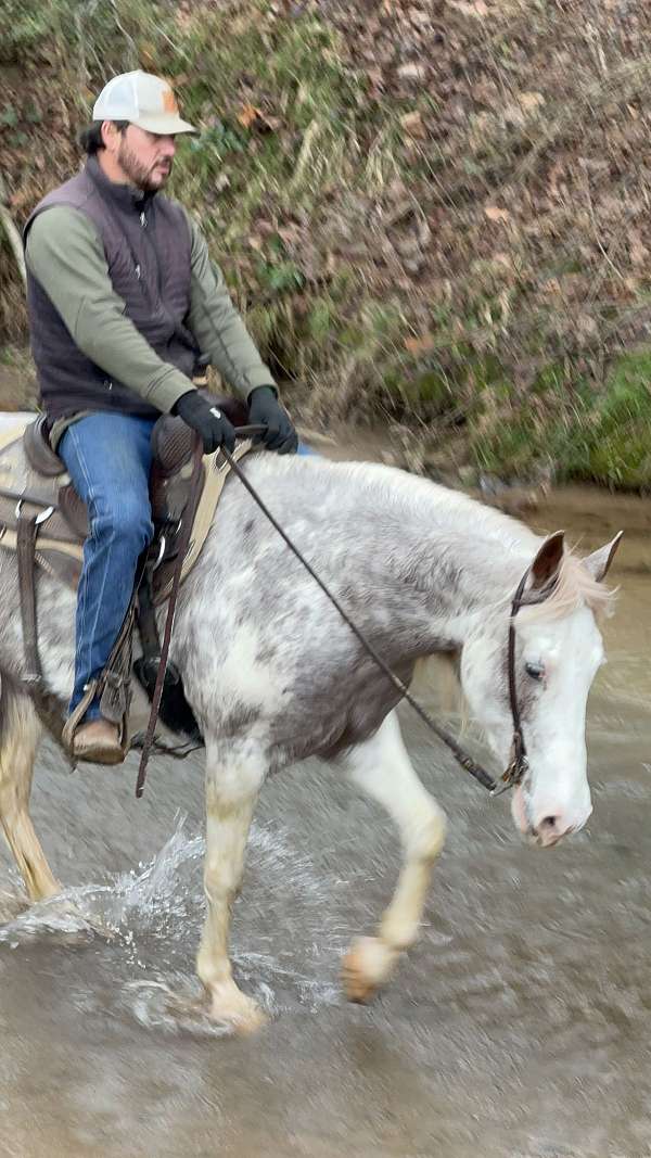 racking-horse-for-sale