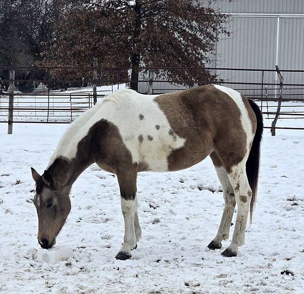 hazing-pinto-horse