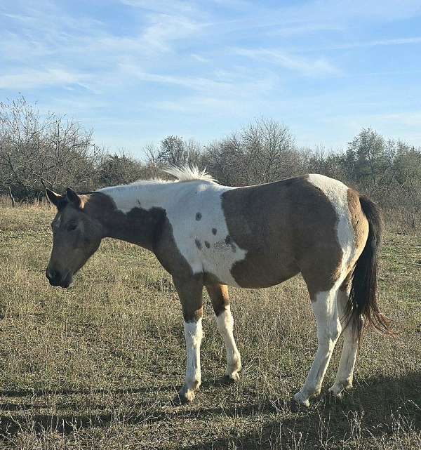 rodeo-pi-pinto-horse