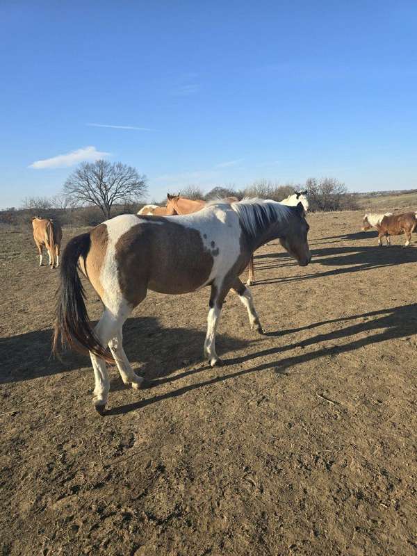 buckskin-rodeo-pi-horse