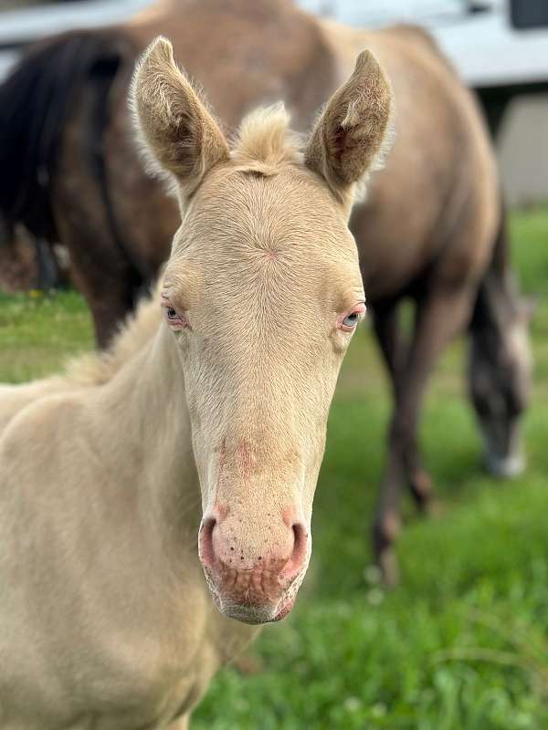 4-h-paint-horse