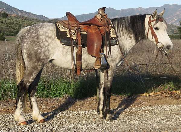 all-around-welsh-pony