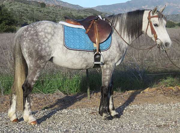 dappled-welsh-pony
