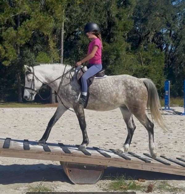 driving-welsh-pony