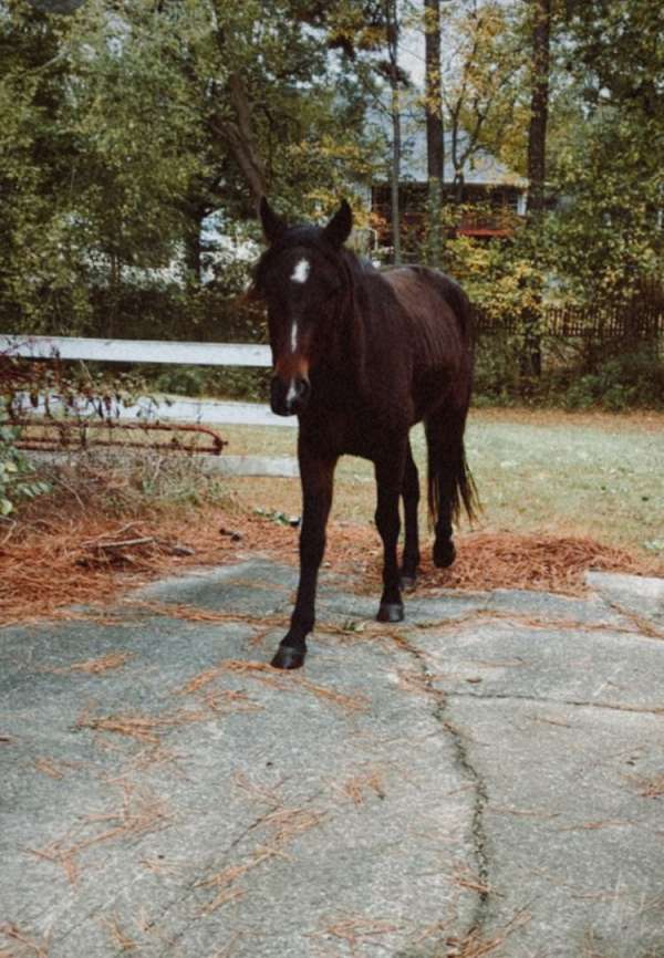 cutting-prospect-friesian-pony