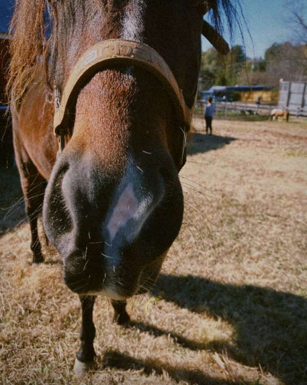 started-under-saddle-friesian-pony