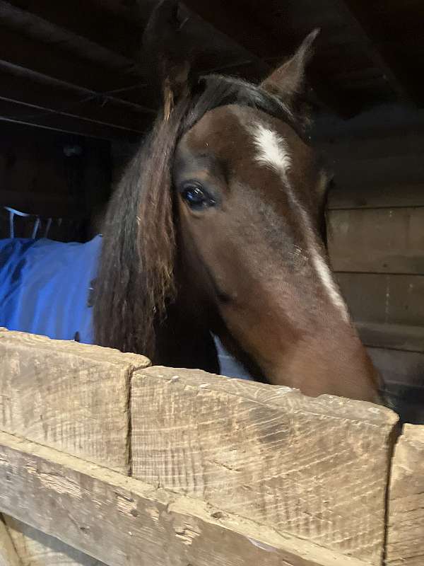 all-around-friesian-pony