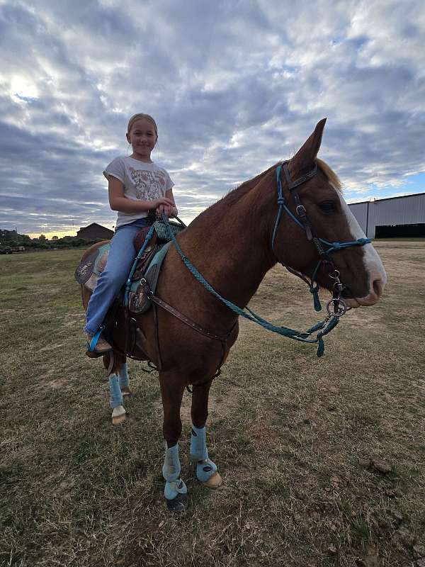 blaze-face-socks-horse