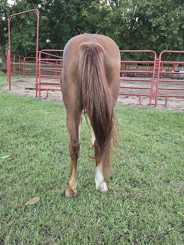 sorrel-blaze-face-socks-horse