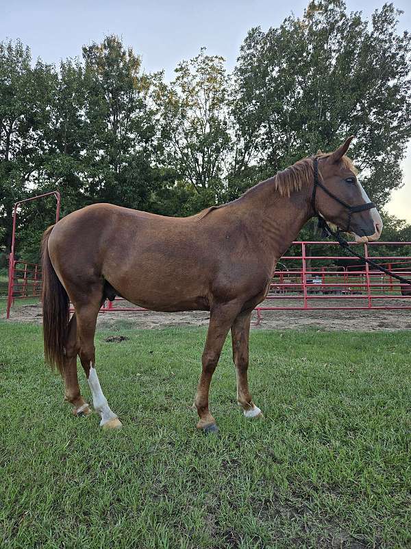 sorrel-gaited-horse
